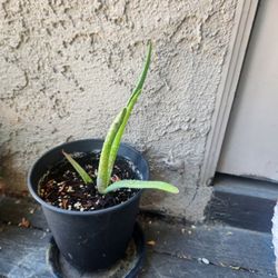 Small Aloe Vera 