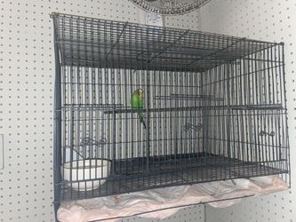 bird Cage