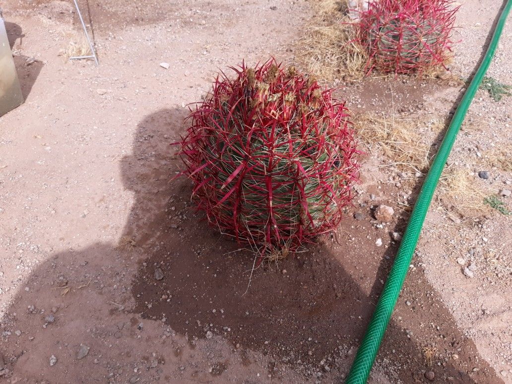 Fire Barrel Cactus 🌵 🔥🔥