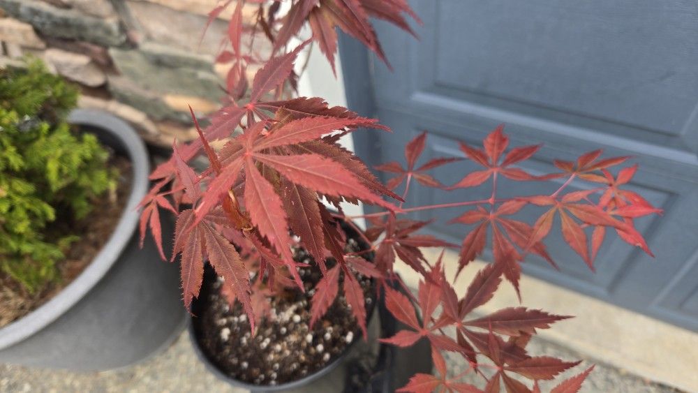 Bloodgood Japanese Maple