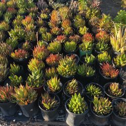 Succulents 
