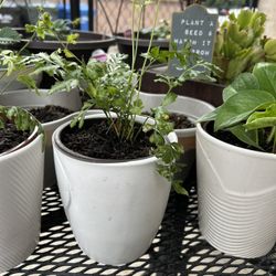 Plants 🪴 3.00 Each 