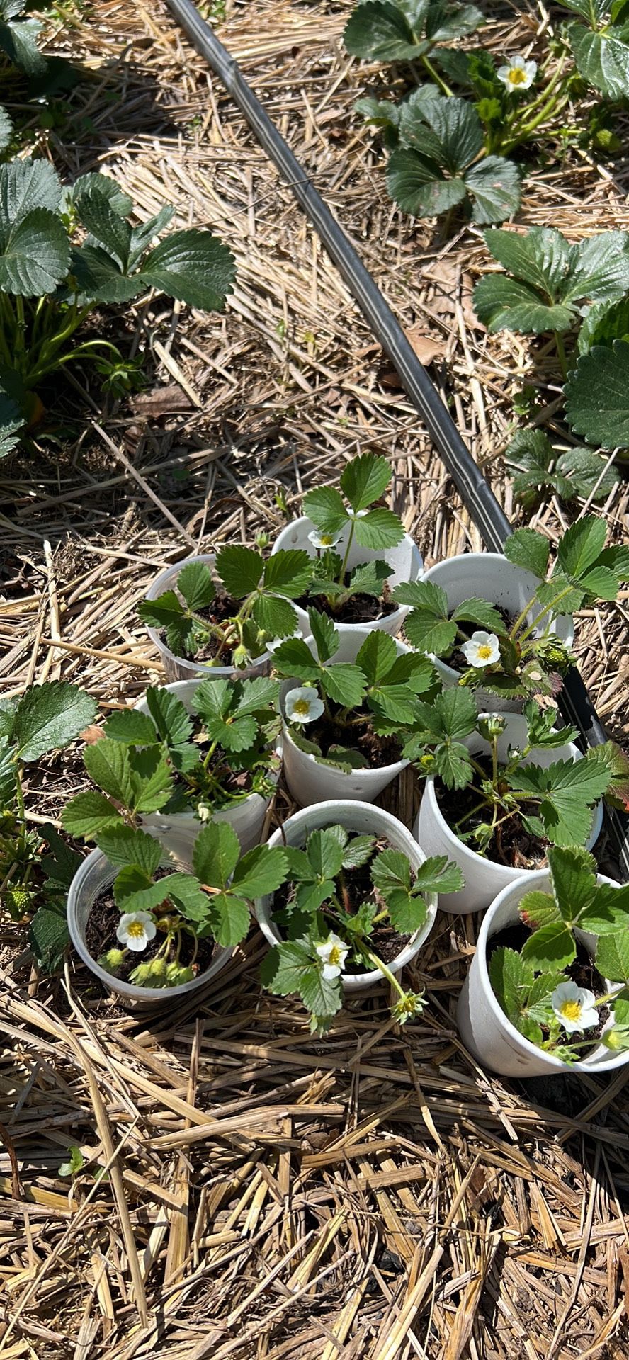 Everbearing Strawberry 