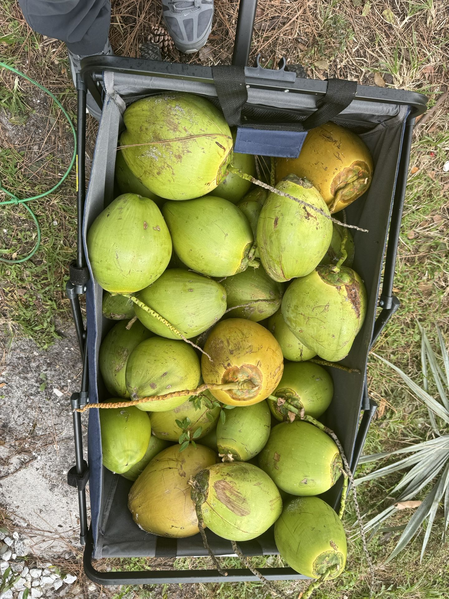 Coconuts