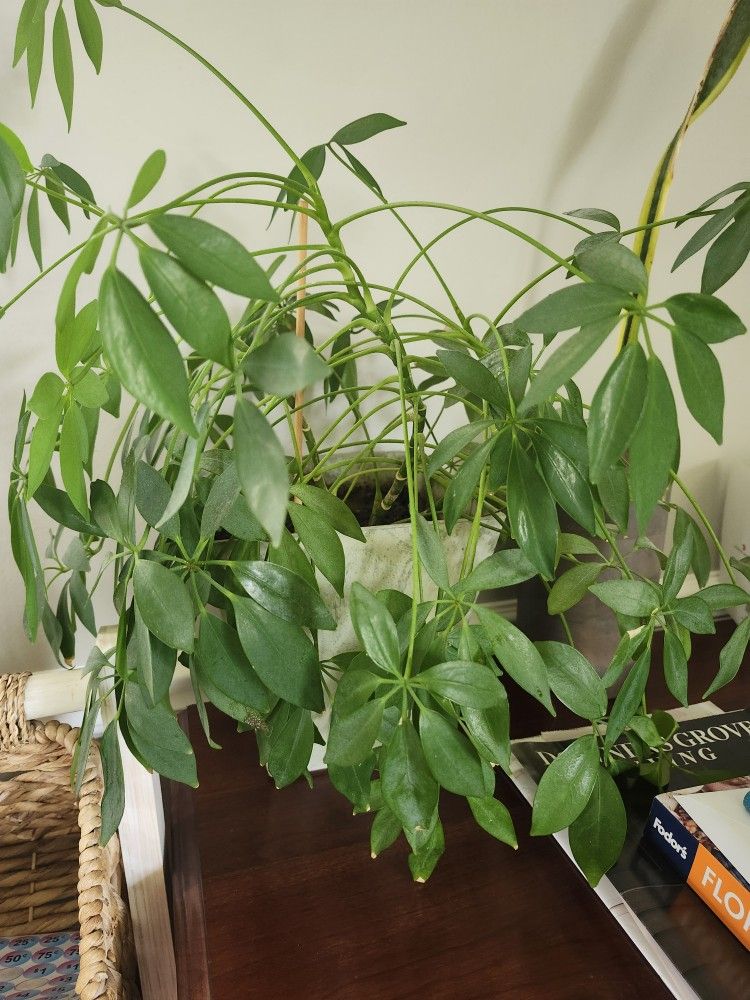 Real Plant With Pot