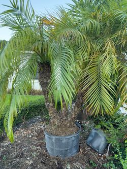 Pygmy Date Palm