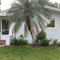 Free Robelinni Palm Tree