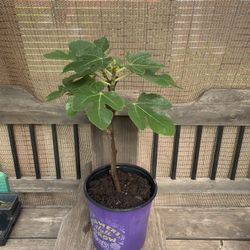 Fig Plant About 20” Tall In 6-7” Pot