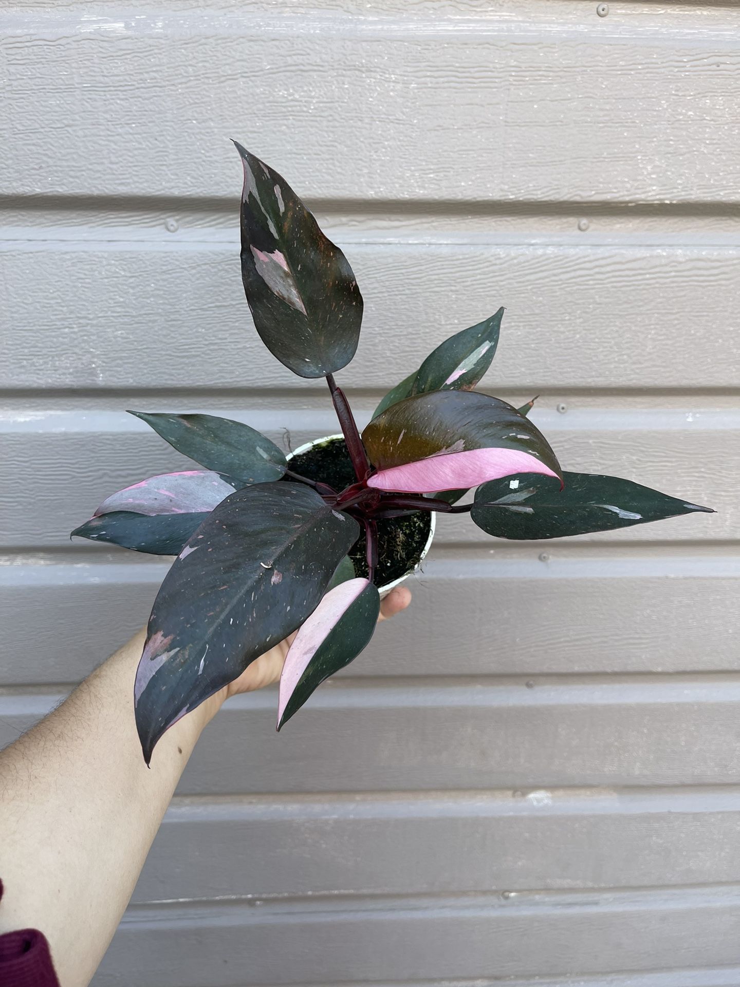 4 Pink Princess Philodendron Half Moon Leaf