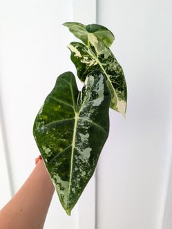 Collector's Plant: Alocasia Frydek Albo Variegated 4" Pot - Indoor House Plants