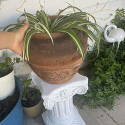 Spider Plant For $25