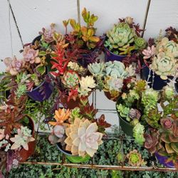 13 Pots Of Assorted Succulents Plants In 4" Pot