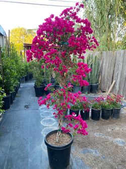 Bugambilia. 15GL(6FT)