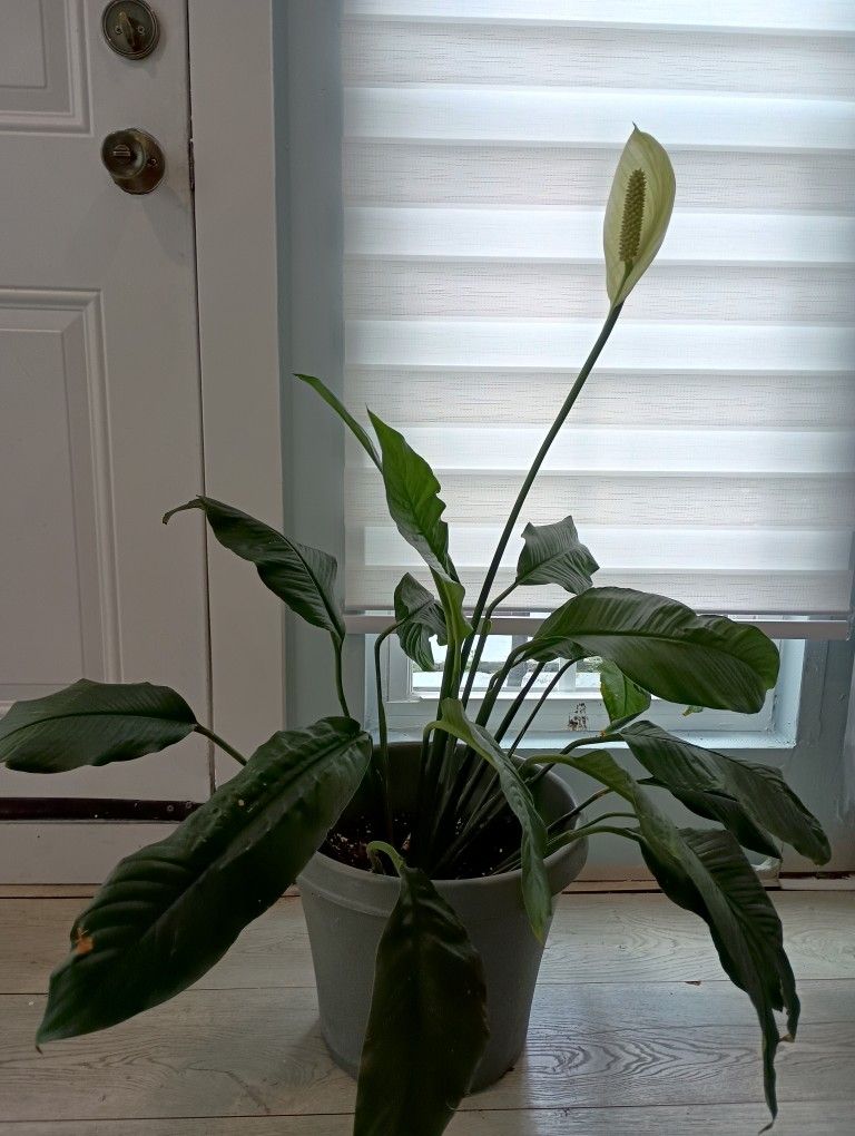 Peace Lili Indoors Real Plant $20