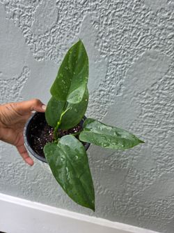 Philodendron Silver Snow