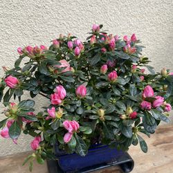 Pink Color Flower Israel, Bonsai Three Planted Into One In The Blue Bonsai Pot $45 Each