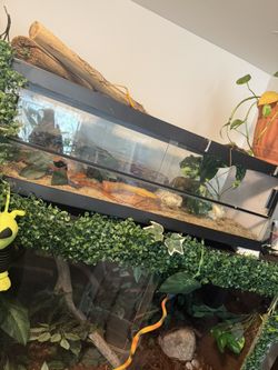 Corn Snake Enclosure