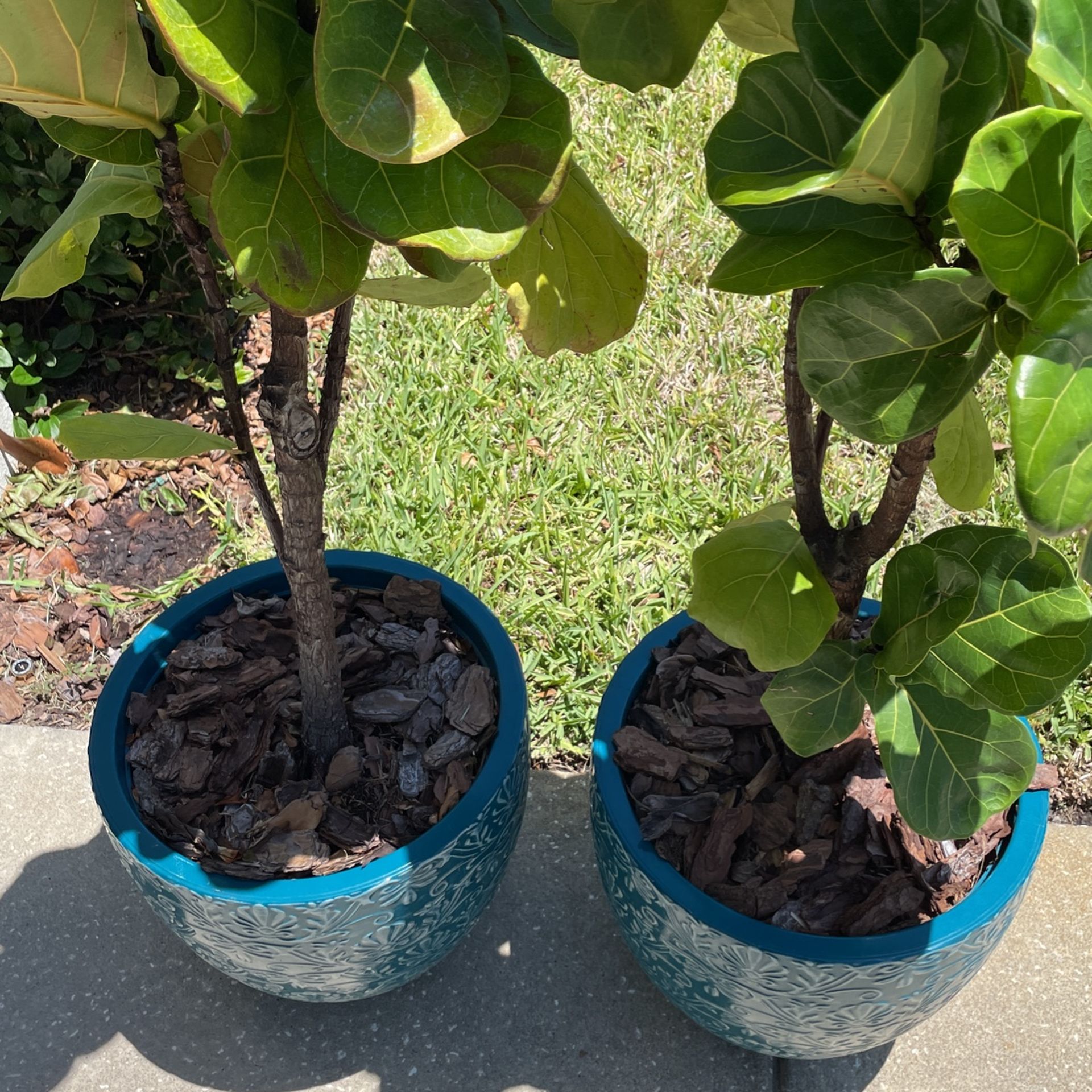 Two Fig Potted Plants For Sell