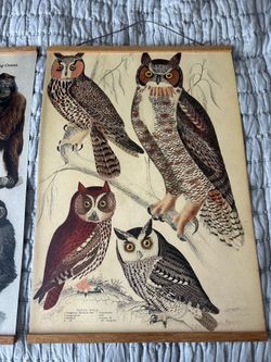 Vintage Style Natural History Wall Art Set-Owls & Primates-Wood Frame (set of 2)