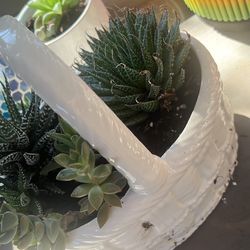 Basket Of Succulents 