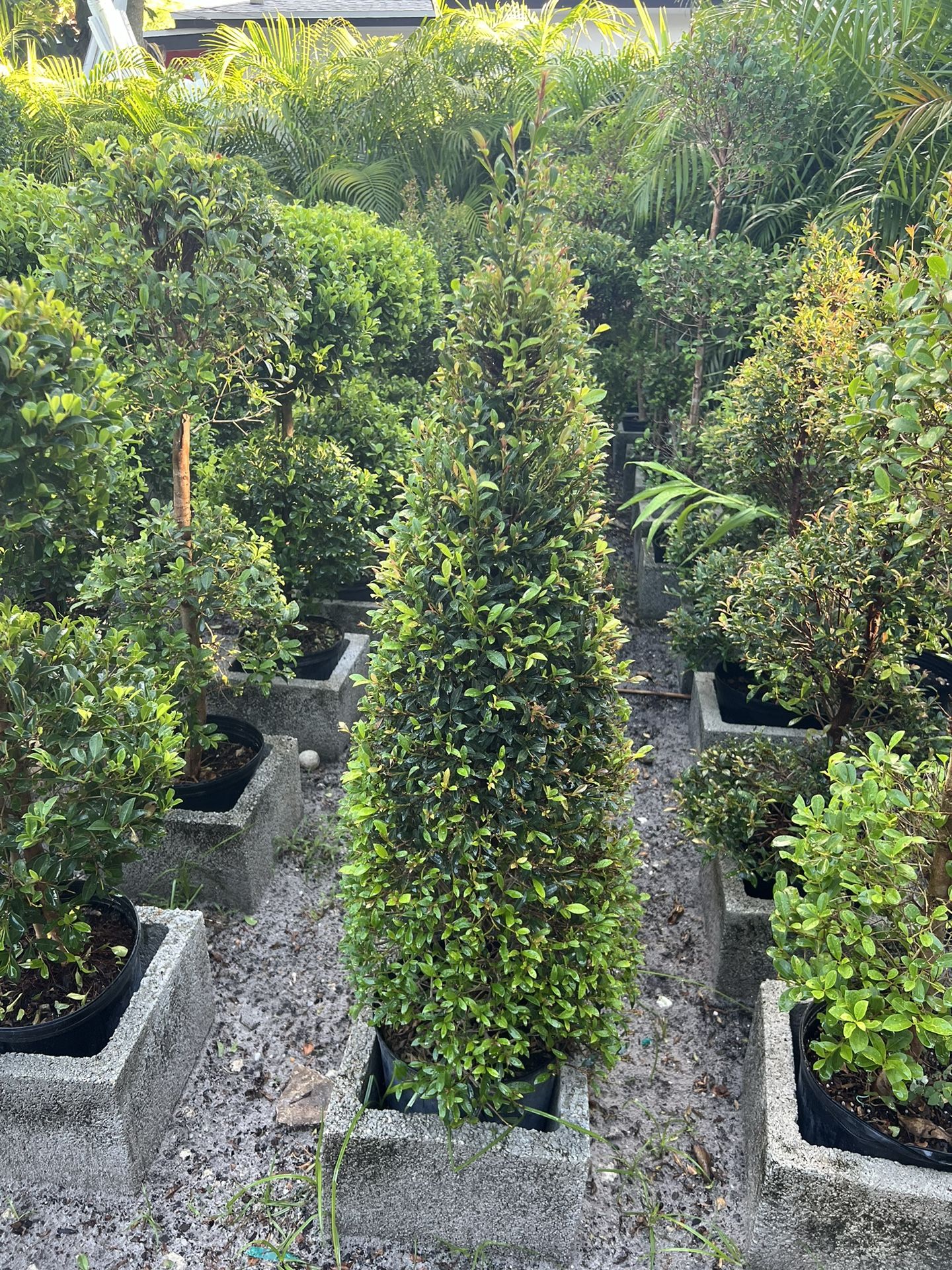 Cone Topiary On 3 gls Pot. SPECIAL PRICE 🤩