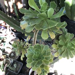 Suculenta