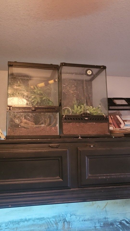 Gecko Cage