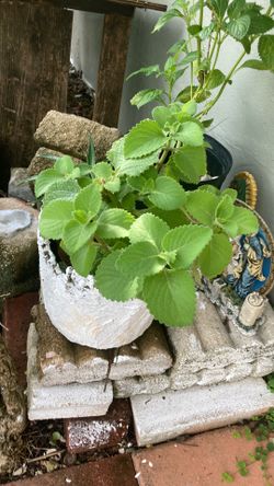 Plant