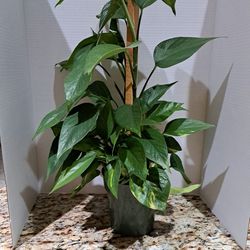 Live Ivy Plant- 25 Inches High