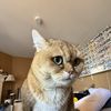 Alan