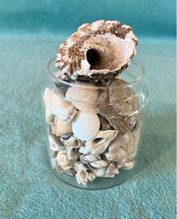 Decorative Seashell Collection in Clear Glass Container