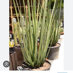 Furcraea Macdougalii 