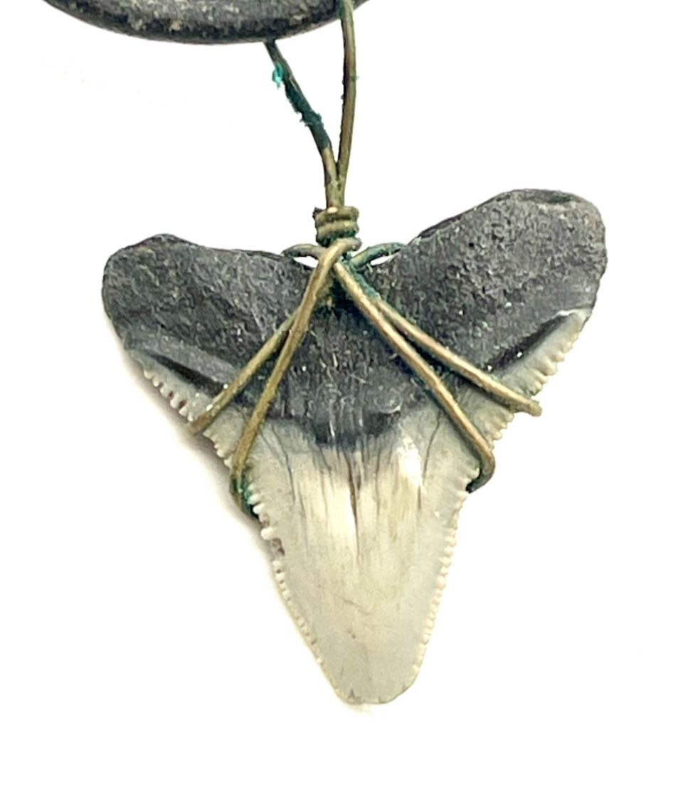 Shark Tooth Necklace