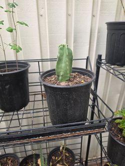 Totem pole cactus