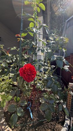large blooming rose plant : Florentina