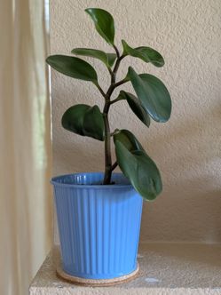 Healthy Beautiful Indoor Plant(Peperomia)