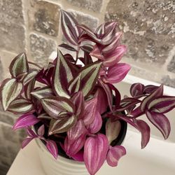Inch Plant House Plant In Cute Ceramic Pot 5”H. 