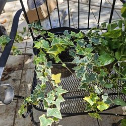 Gold English Ivy Plant