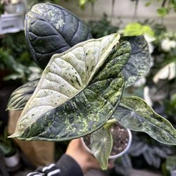 Alocasia Dragon Scale Mint Plant 