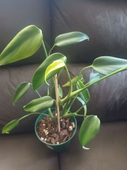 Monstera Burle Marx flame