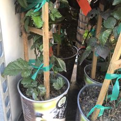 1 Gallon 2 Feet BlackBerry Fully Rooted Plant