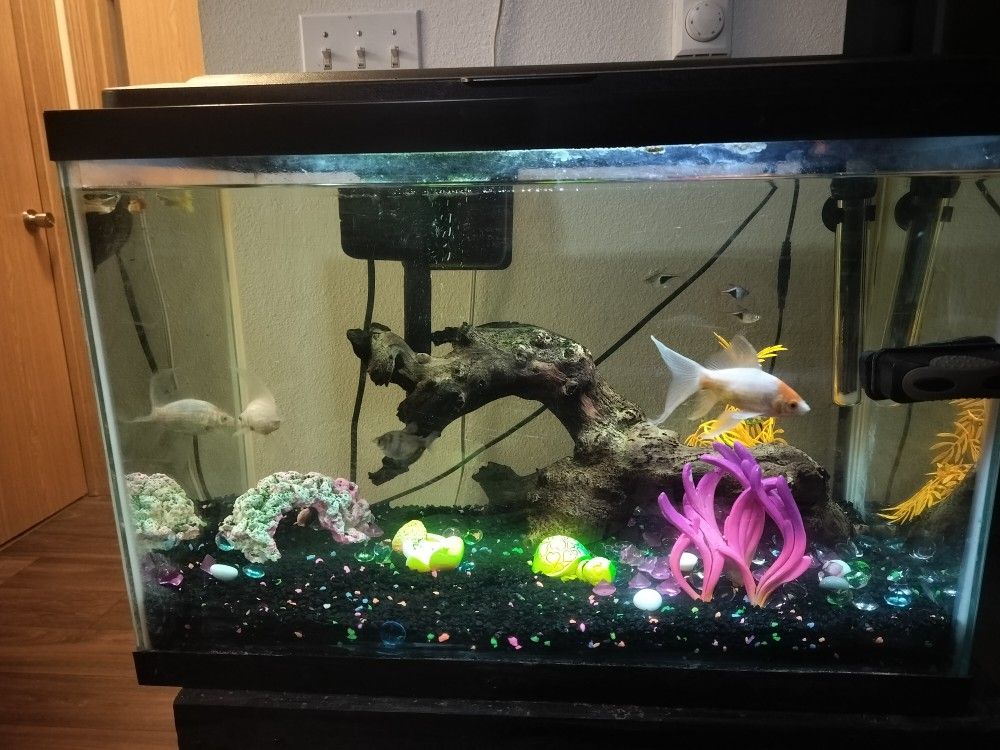 20 Gallon Fish Tank
