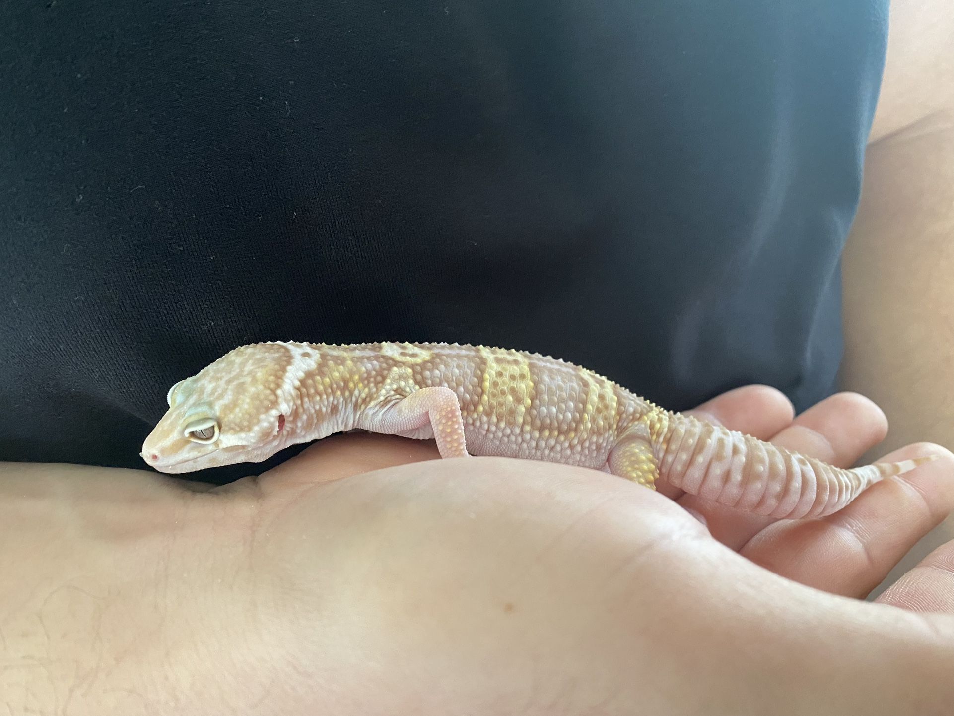 Leopard Gecko Set Up 