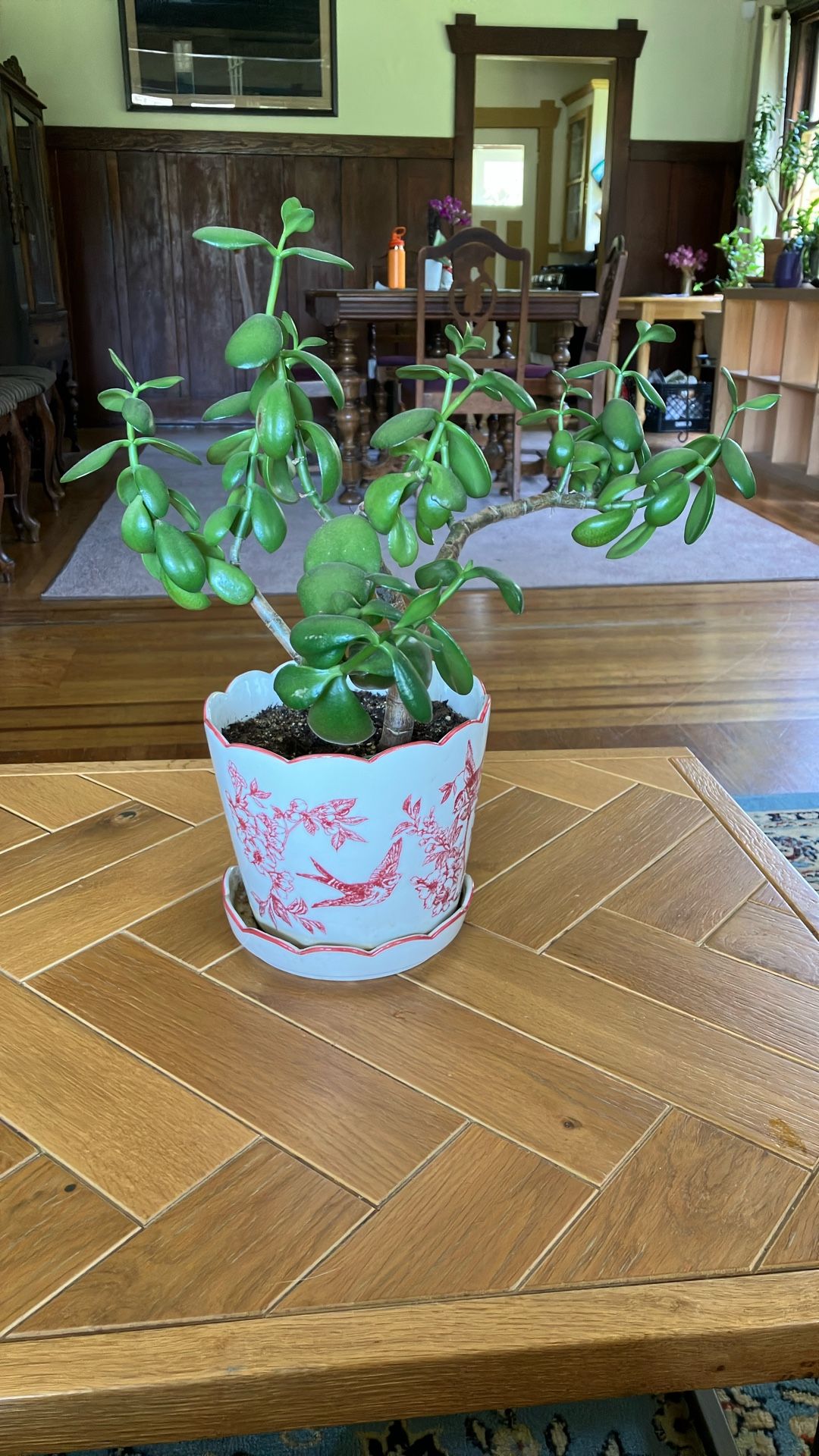 Jade Plant In Ceramic Pot