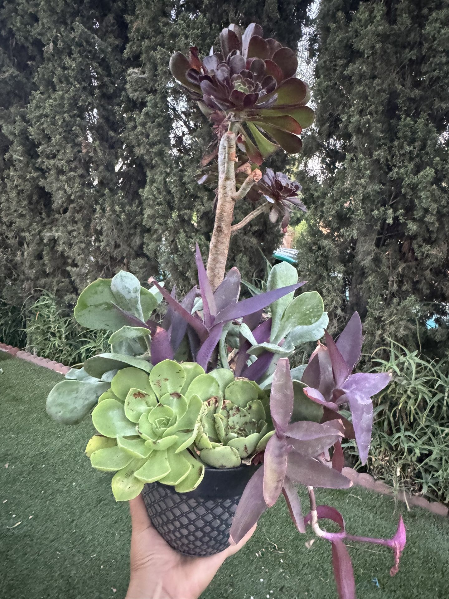 Beautiful Succulent
