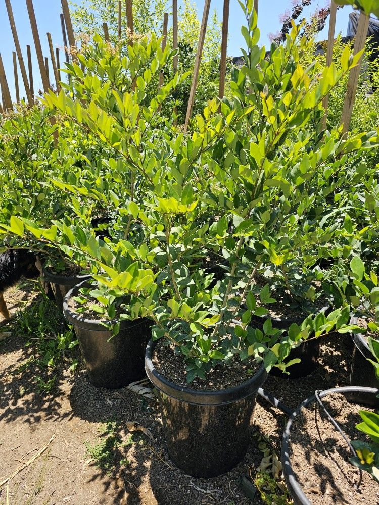 45 Gallon Ligustrum