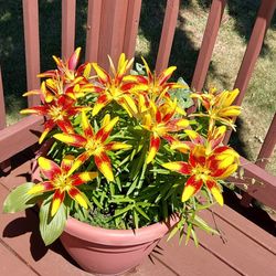Lily Flower Stam