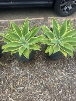 2 15g Agave Attenuate Variegated
