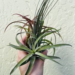 Air Plants 