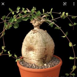 4” Fockea Edulis Plant (first Pic Is Reference )